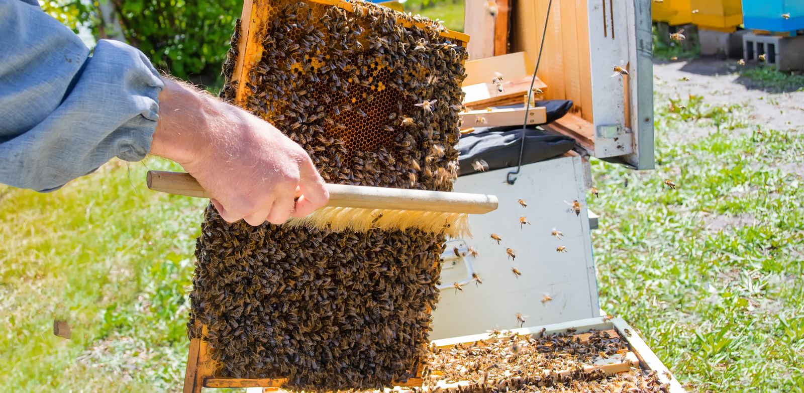 Tipps für Anfänger und Interessierte der Bienenhaltung - Vorbereitungen